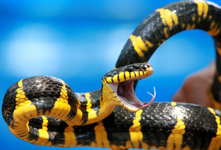 Мангровая бойга