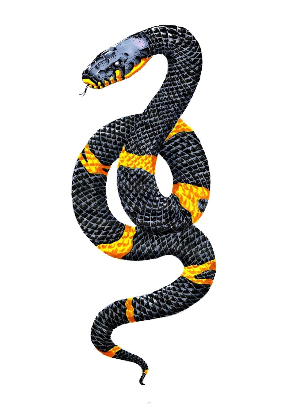 Желтополосый полоз