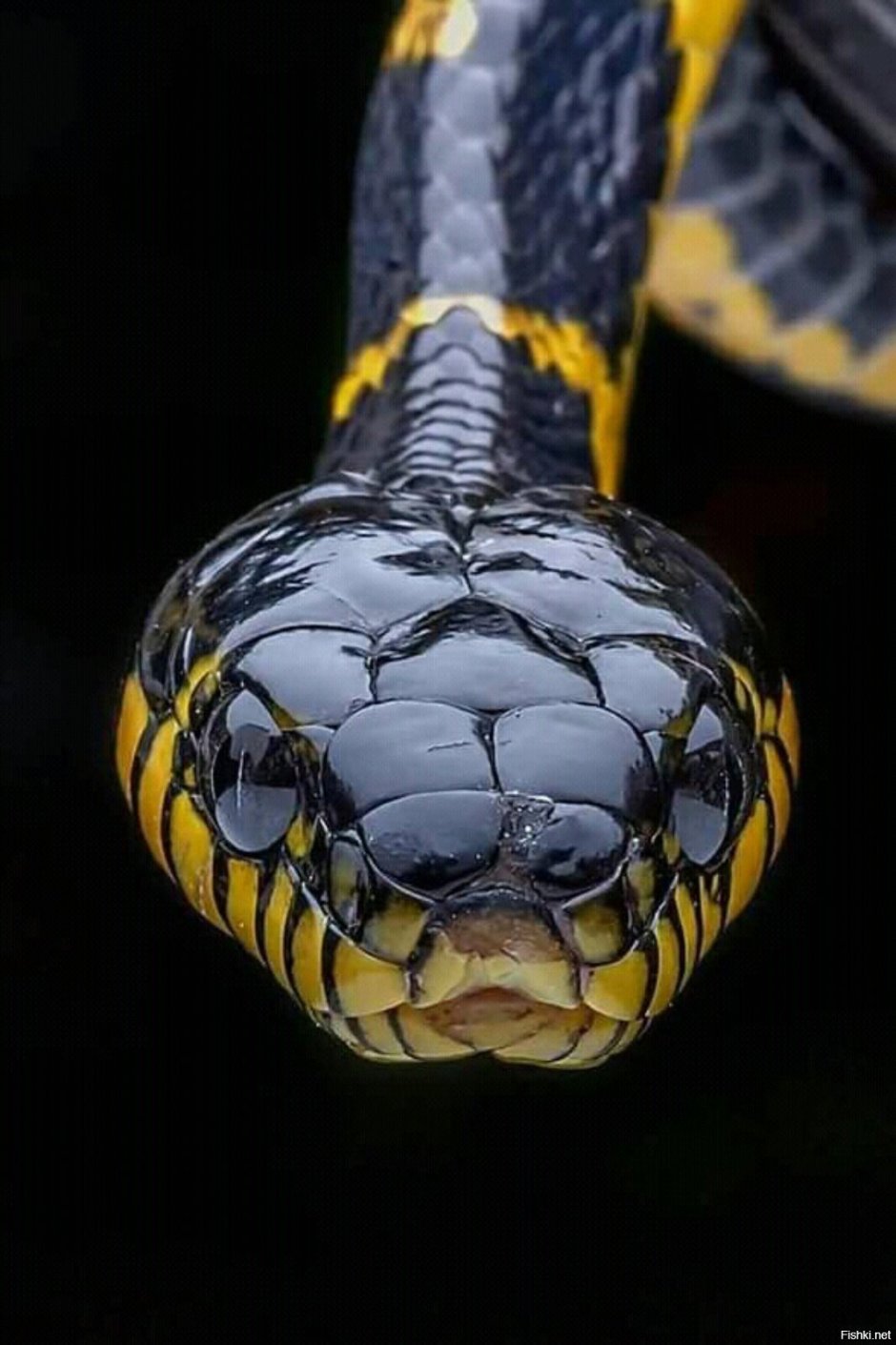 Ковровый питон Чейни