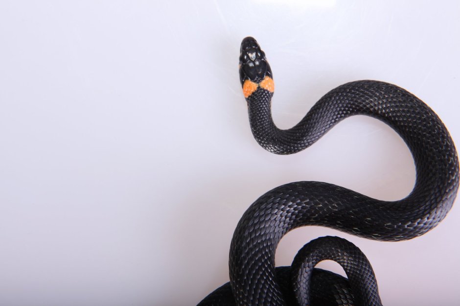 Lampropeltis getula