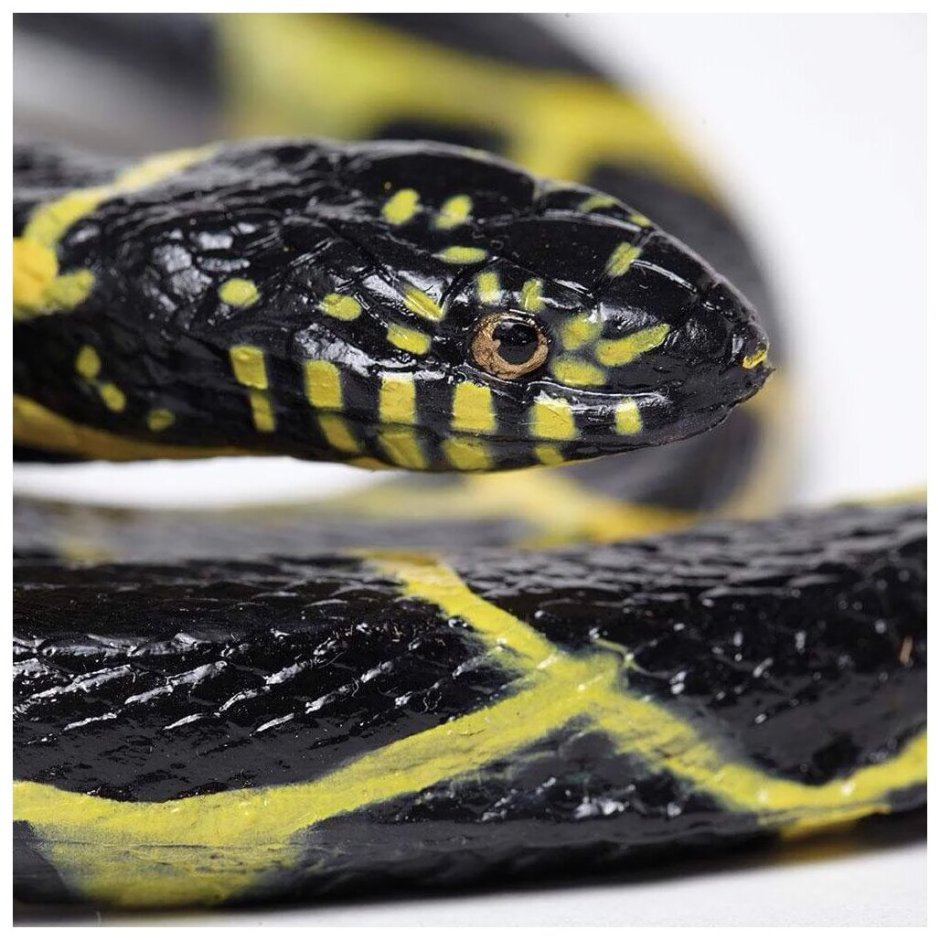 Малайский Крайт