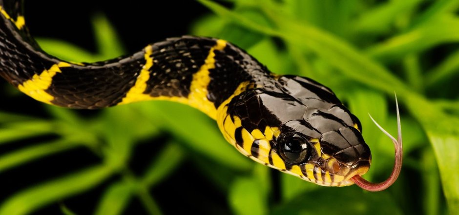 Змея с желтым брюхом