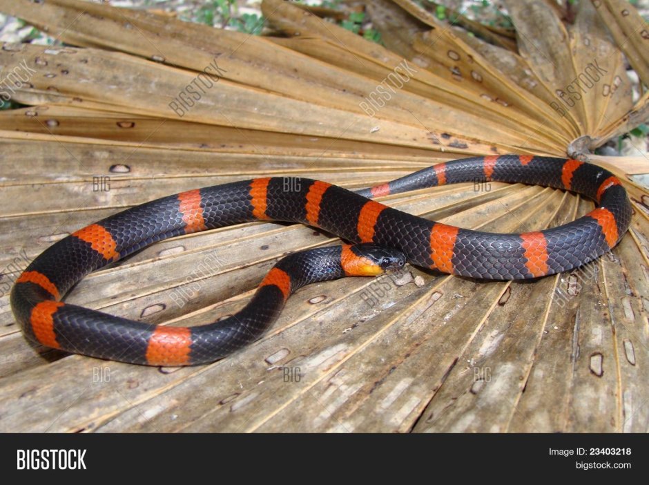 Мандариновый полоз