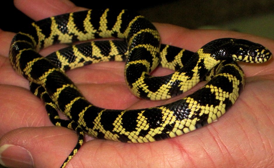 Питон змея кожа