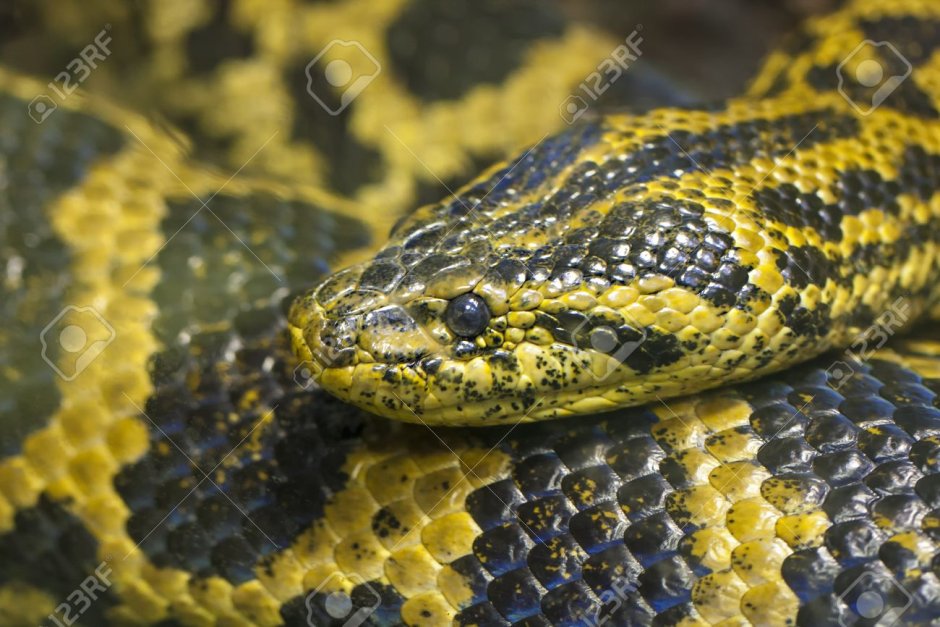 Змеи Юкатана