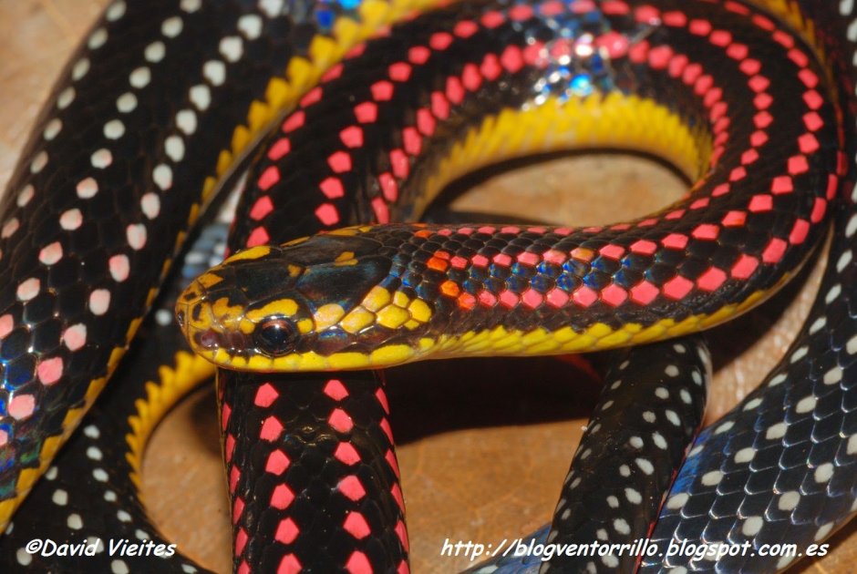 Черная змея арт