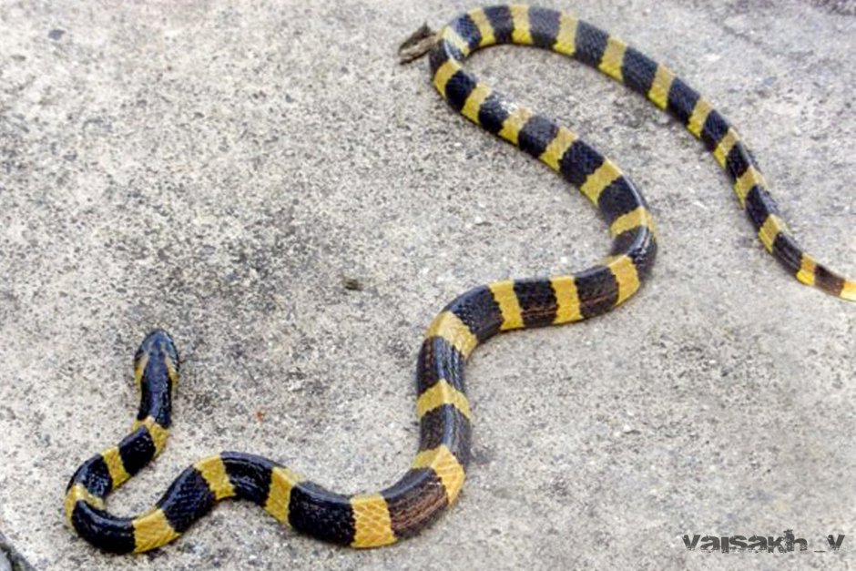 Cylindrophis Rufus