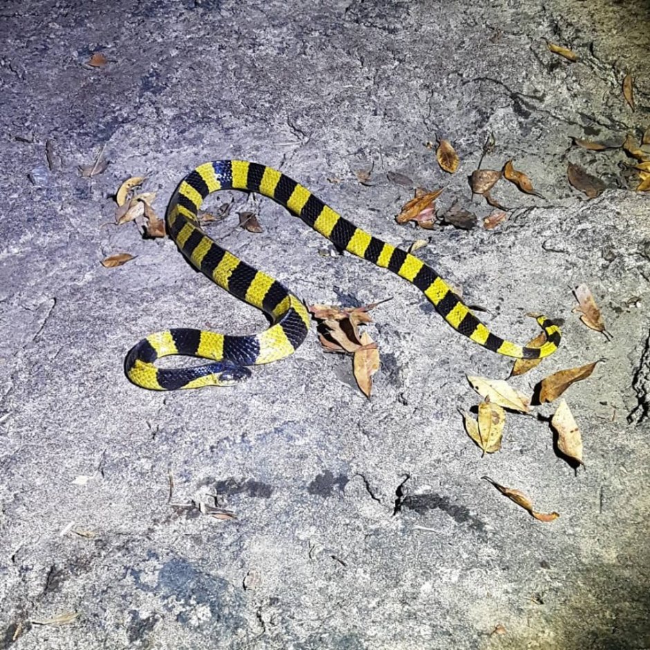 Черно желтая змея