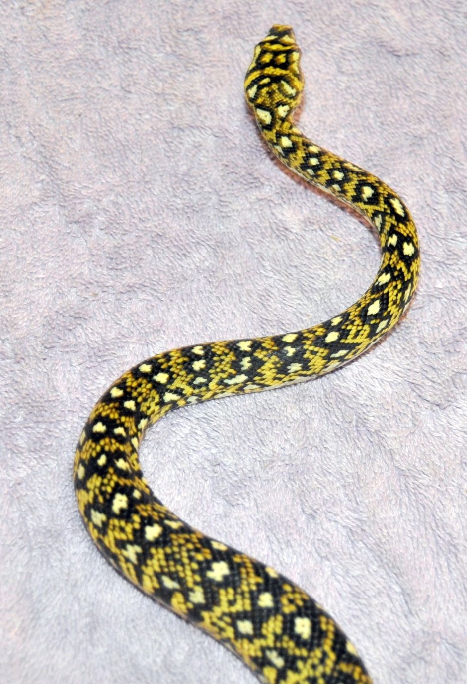 Гадюка меланист чёрная