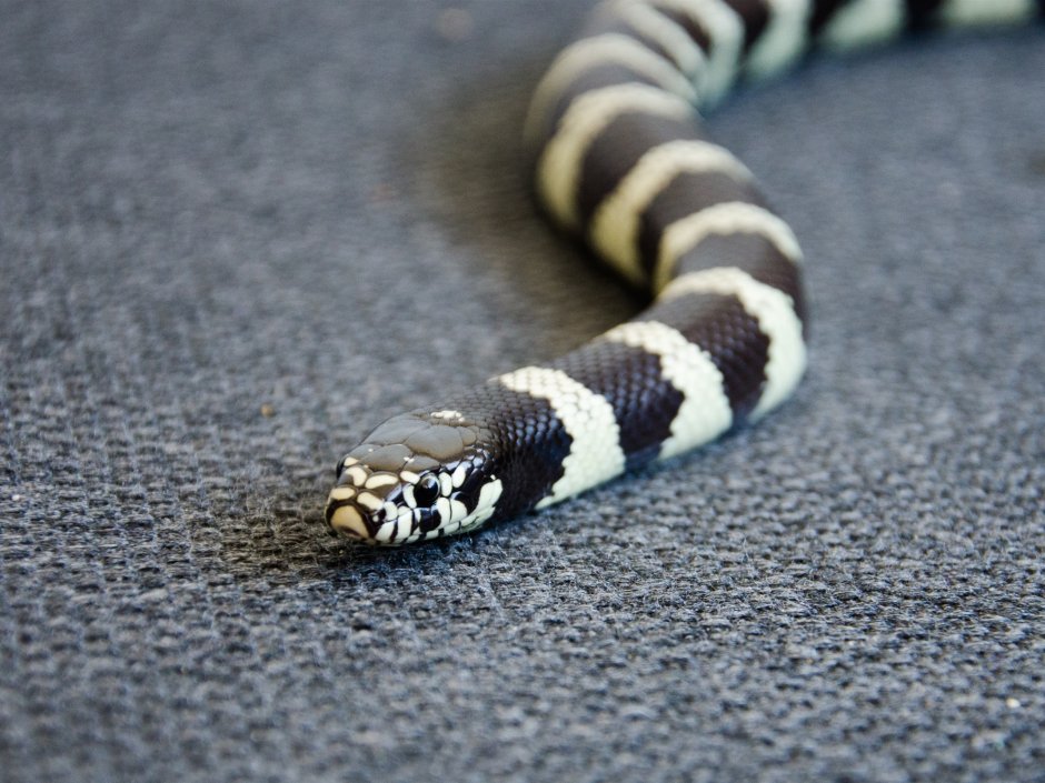 Королевская змея великолепная