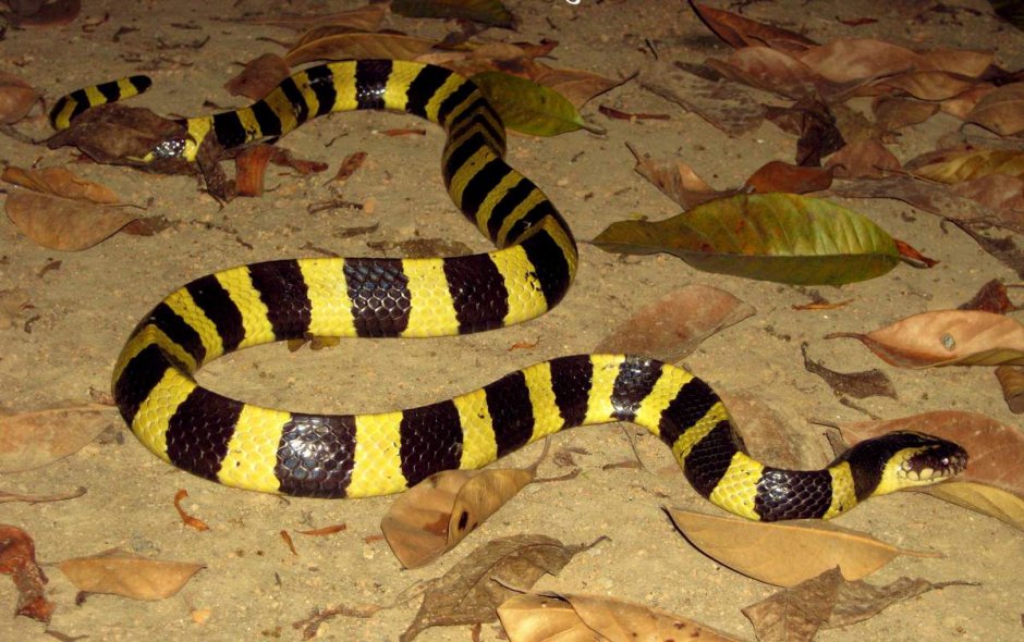 Черная змея с белым брюхом