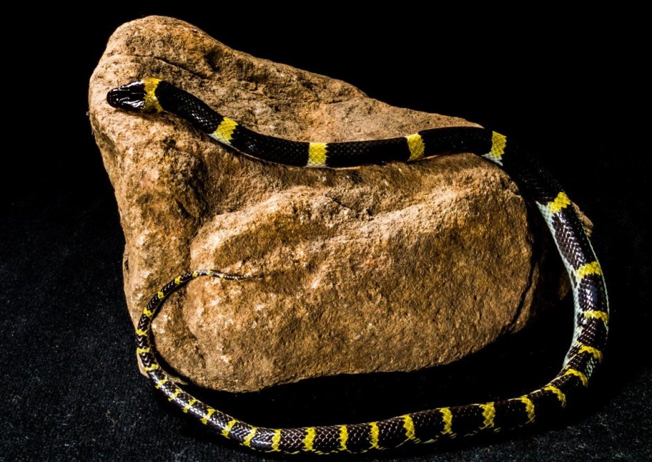 Белая змея Эстетика Слизерин