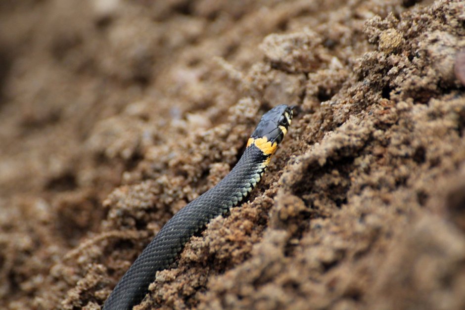 Змея с продольными полосками