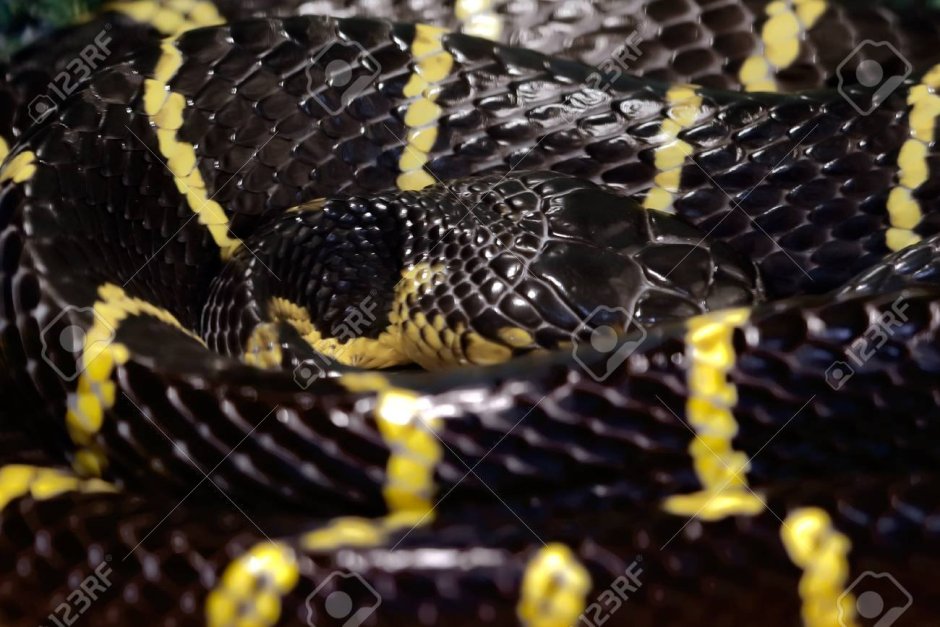 Гадюка черная с желтым хвостом