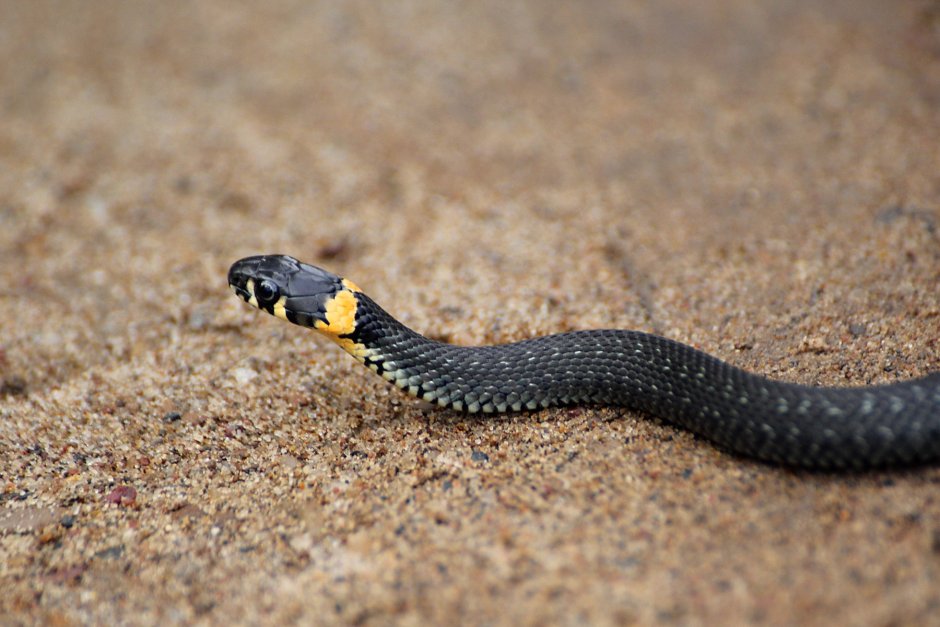 Домашние змеи