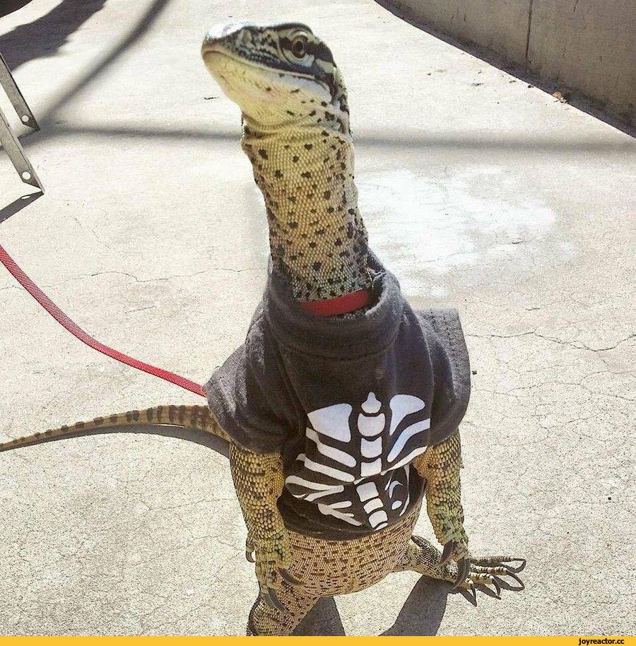 Ящер смешной