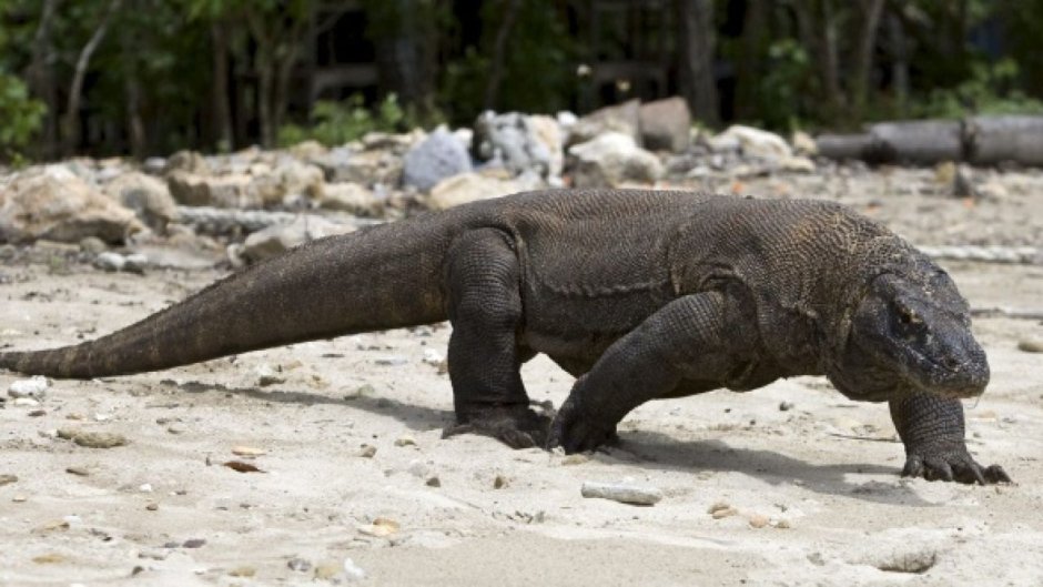 Комодский Варан злой