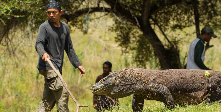 Комодский Варан в сравнении с человеком