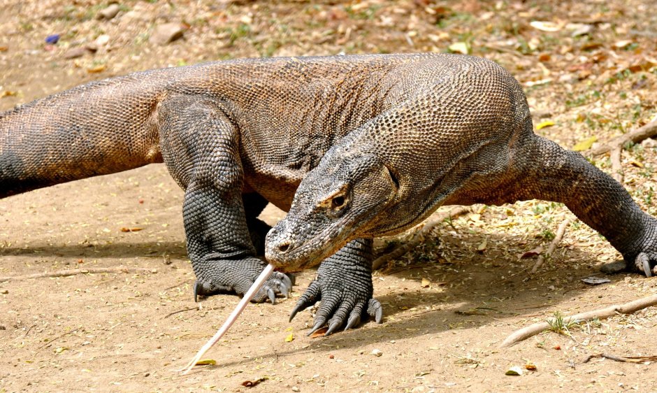 Комодский Варан Комодский Варан
