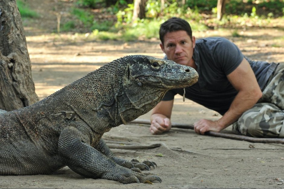 МЕГАЛАНИЯ Варан