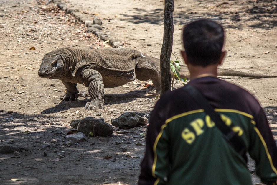 Комодский Варан атакует
