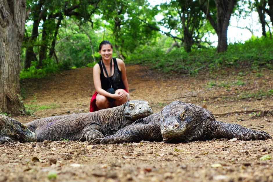Дракон острова Комодо