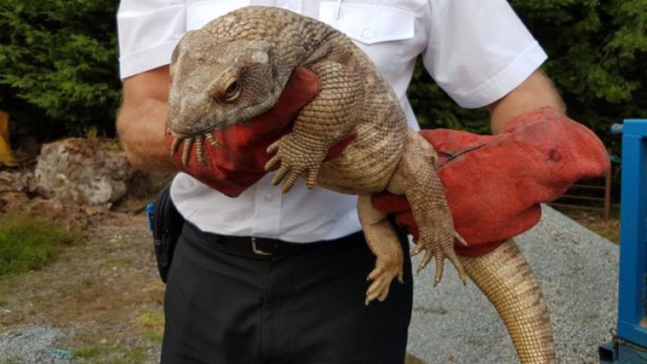 Капский Варан толстый