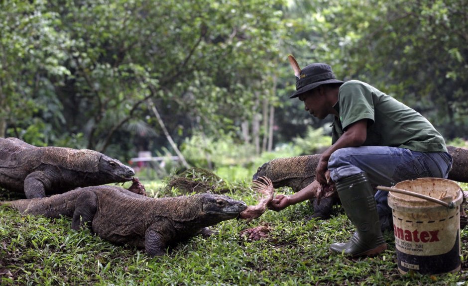 Варан Комодский Кровавый