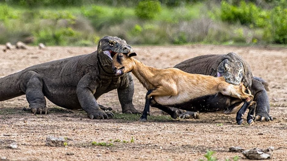 Комодский Варан хвост