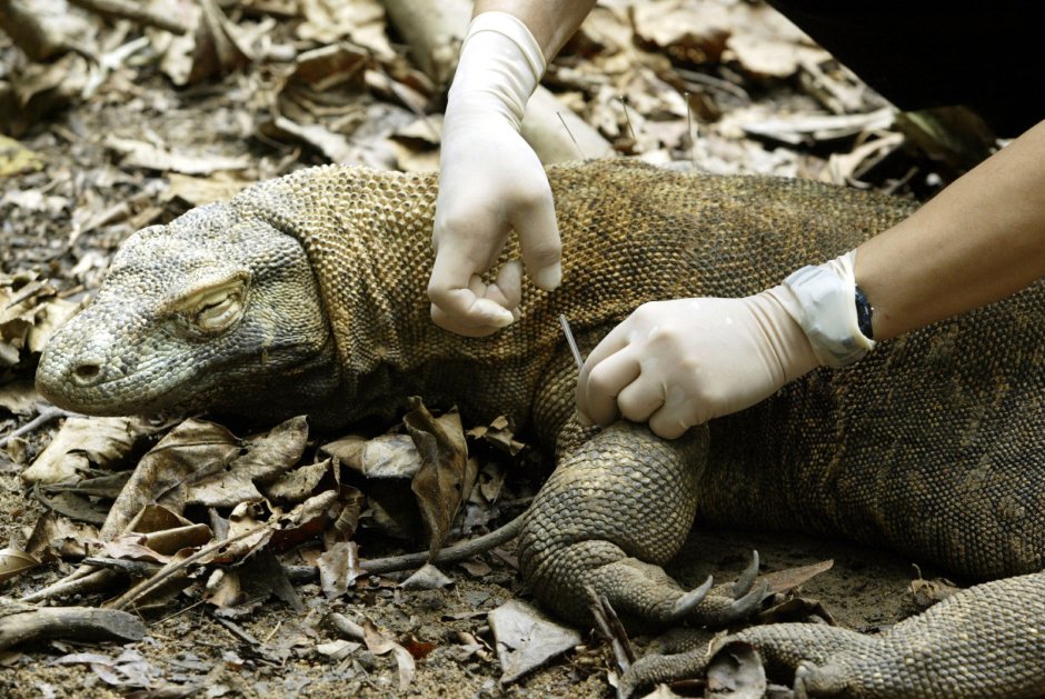 Комодский Варан каннибализм