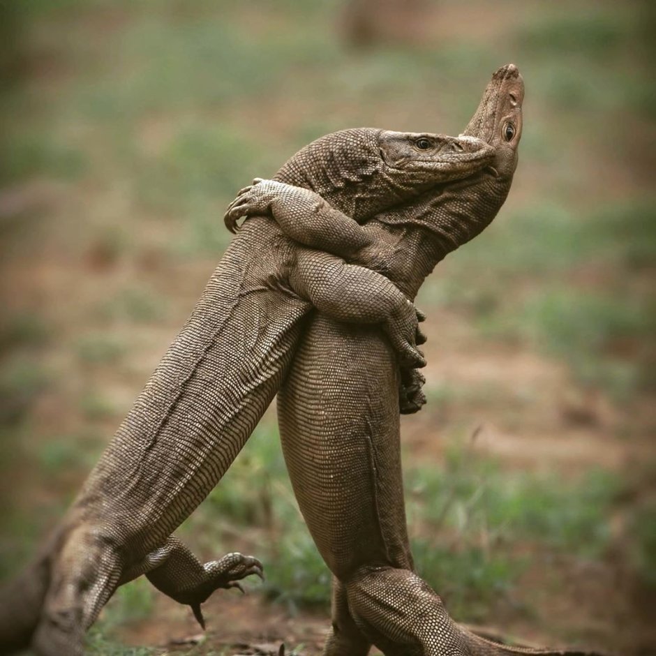 Вараны обнимаются