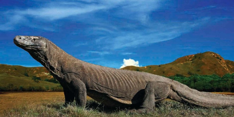 Ящер Комодо