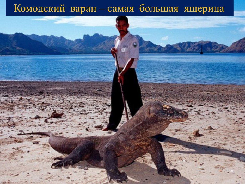 Самый большой Комодский Варан в мире