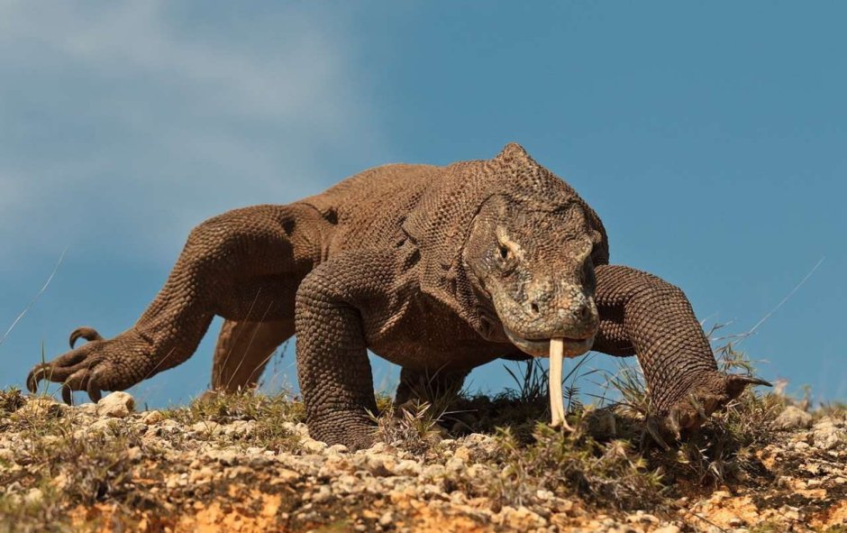 Комодский Варан охотится