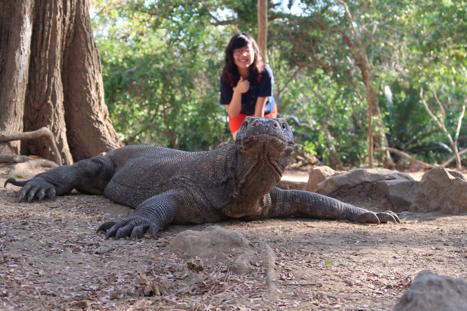Комодский дракон рядом с человеком