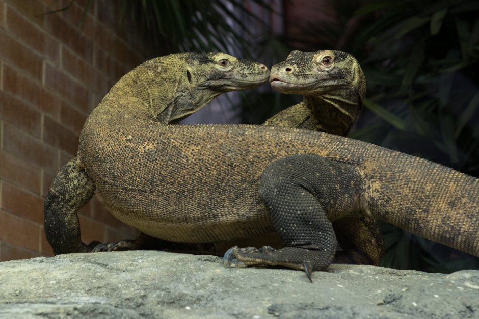 Крокодилов Варан