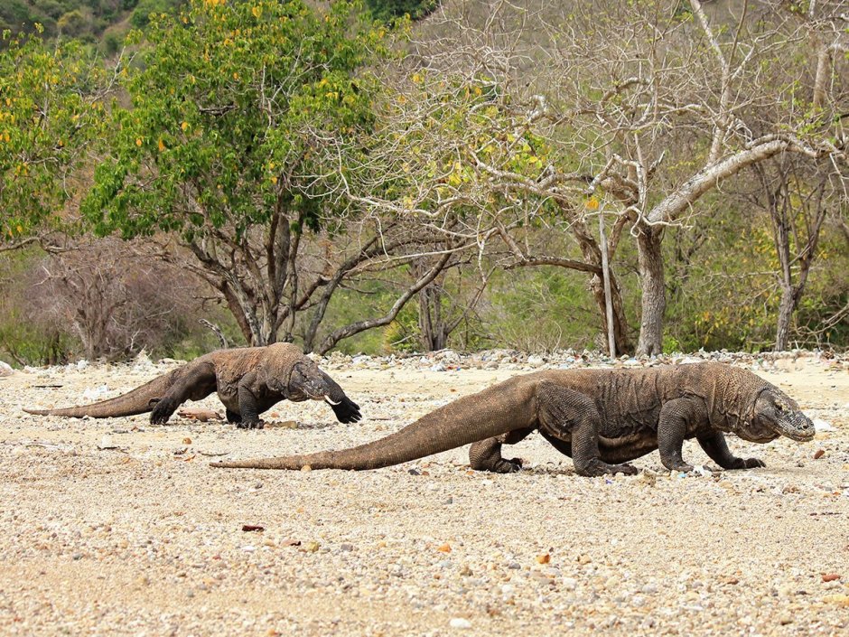 Вараны острова Комодо фильм