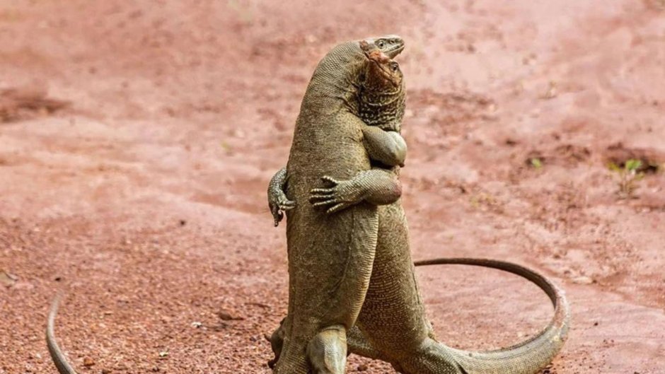 Вараны обнимаются