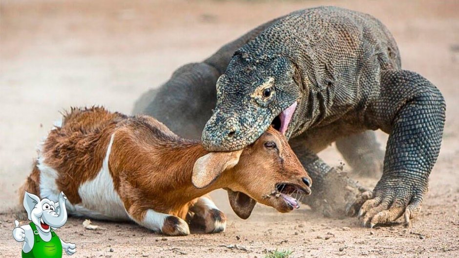 Комодский Варан против крокодила