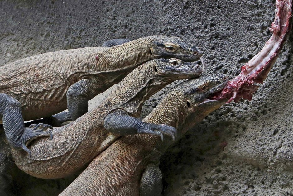 Комодский Варан ест добычу