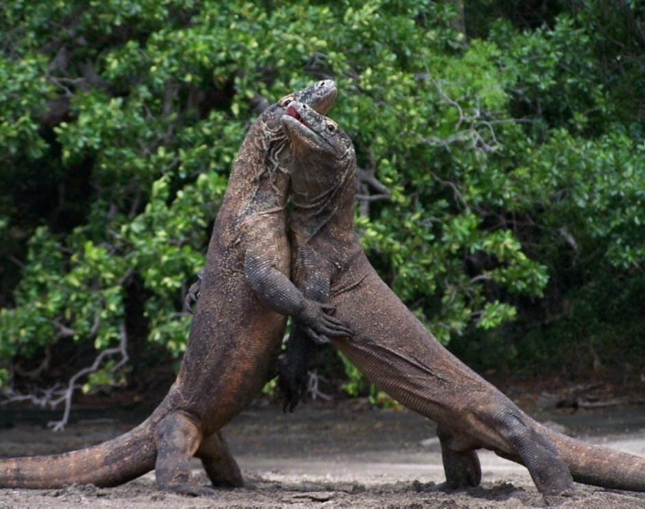 Варан дракон с острова Комодо