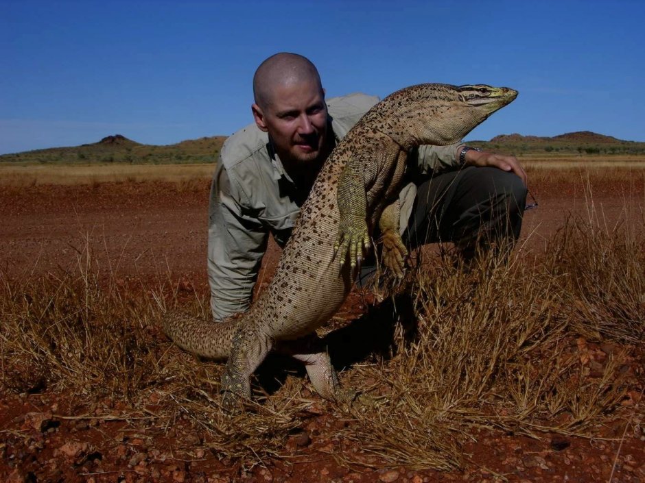 Серый Варан на охоте