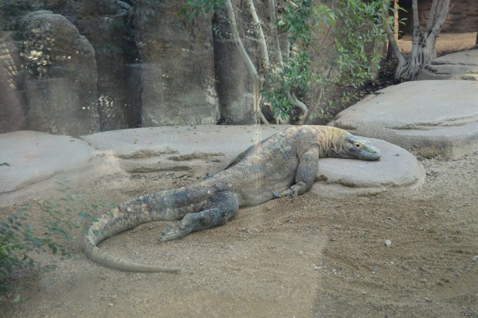 Варан сзади