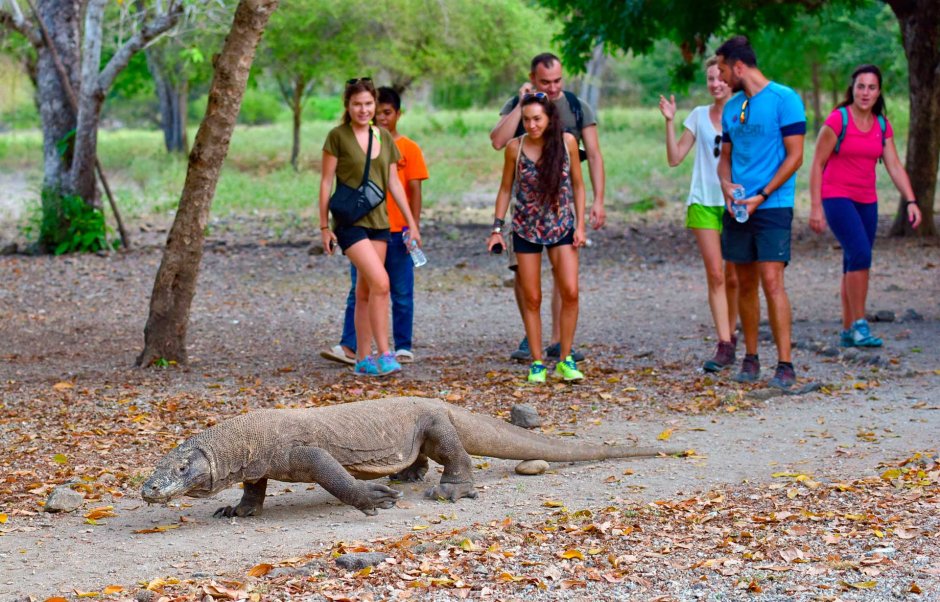 Комодо остров туристы
