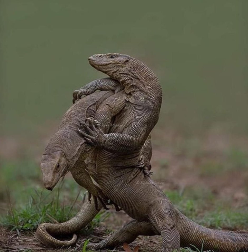 Комодский Варан