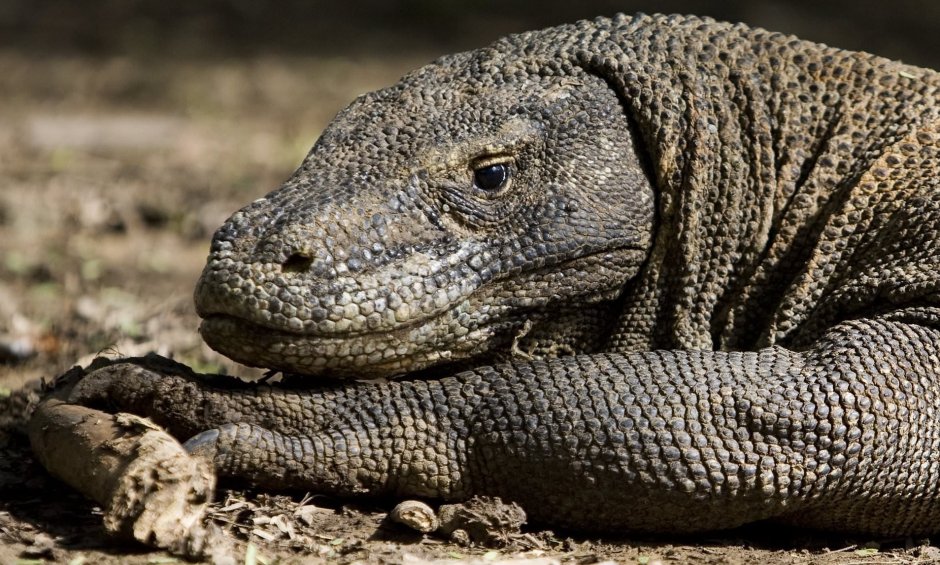 Комодский Варан