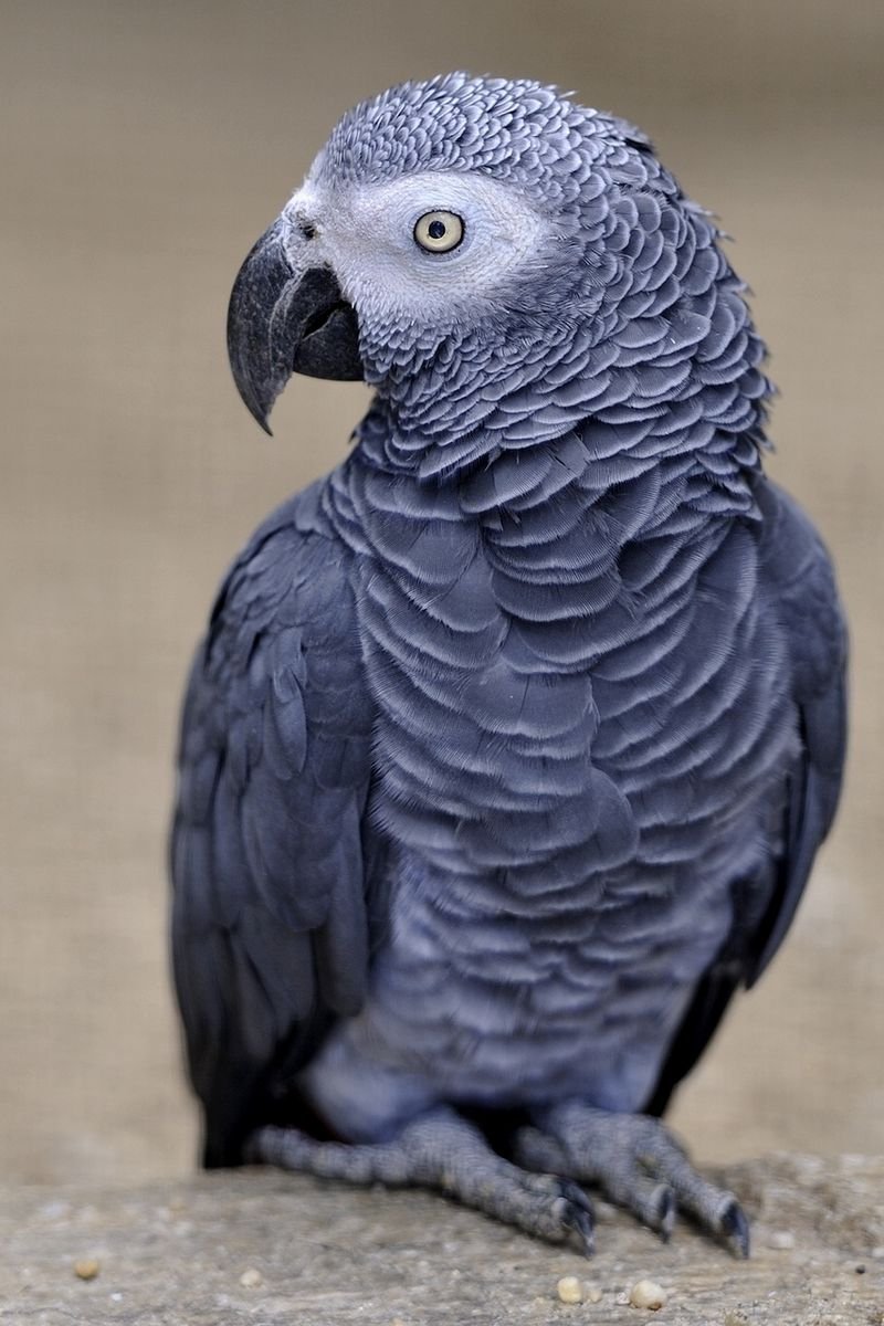 Попугай жако