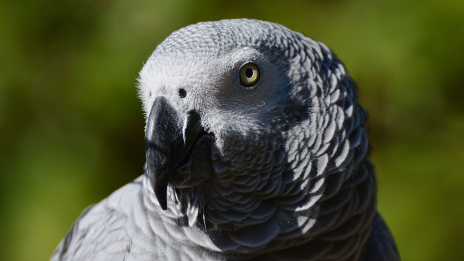 Бурохвостый жако