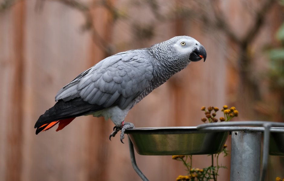 Попугай жако