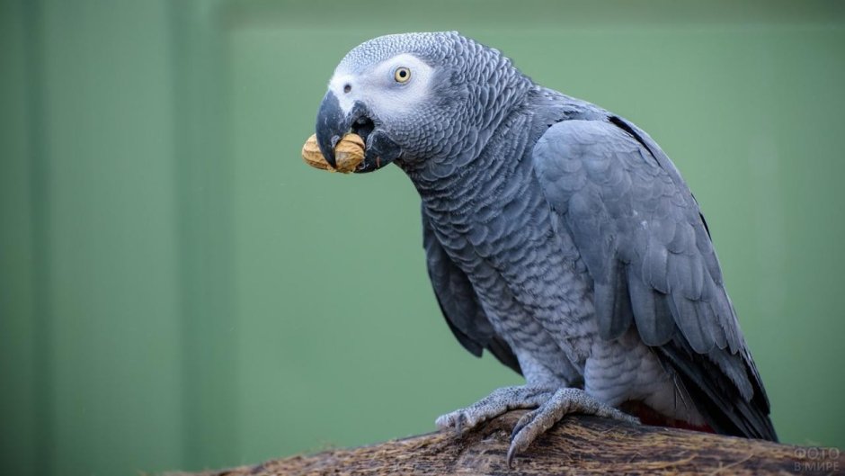 Краснохвостый жако